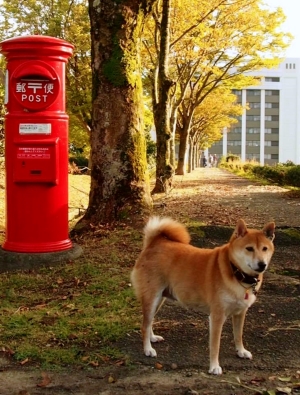 柴犬・きくちゃんの写真