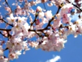 桜