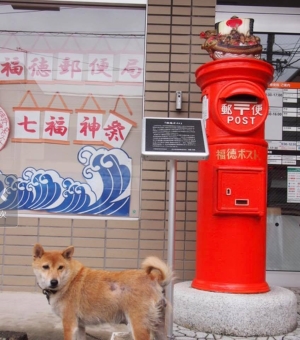 柴犬・きくちゃんの写真